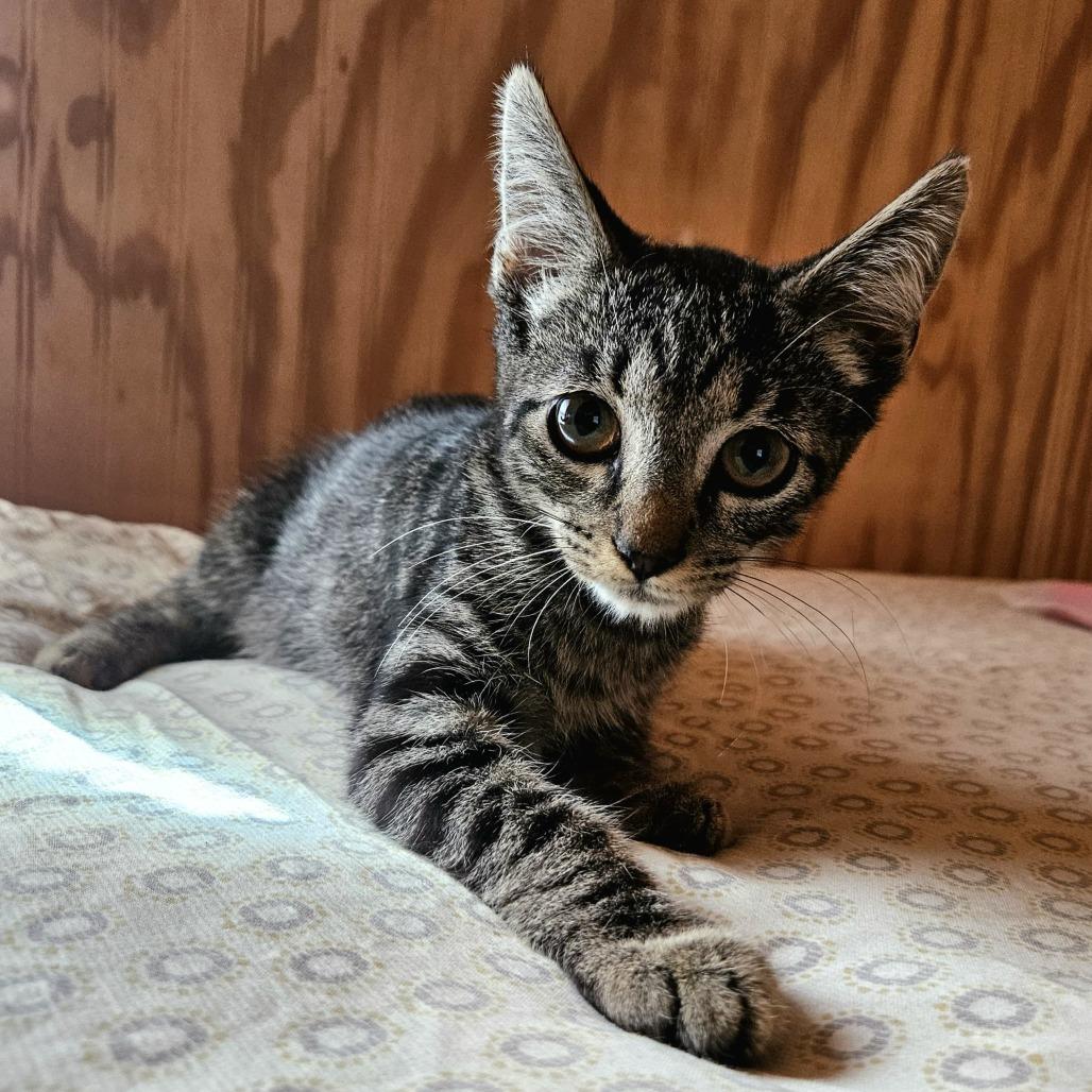 Pete - Adoption ready August 14th