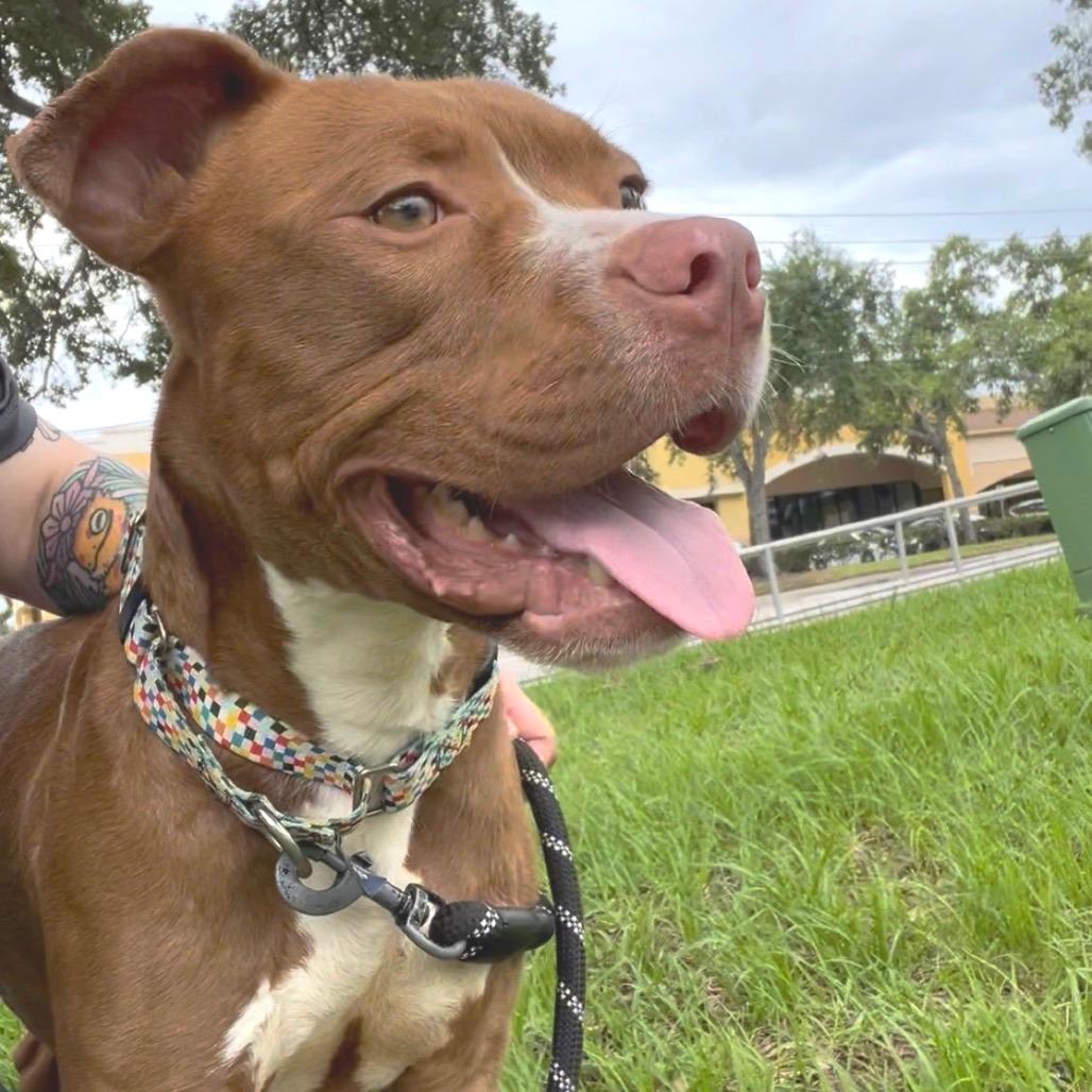 Bubba