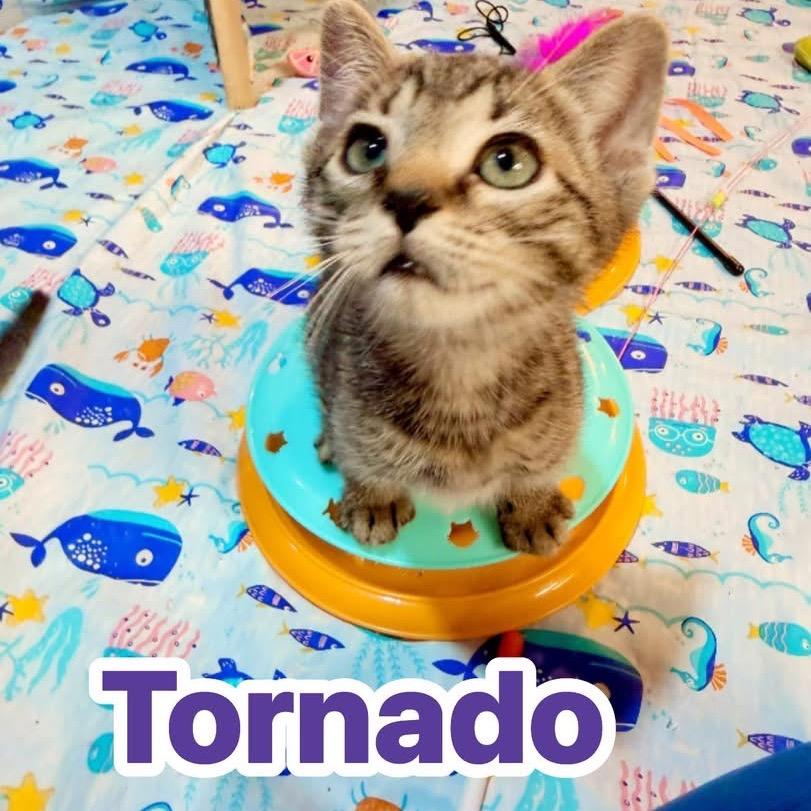 Tornado