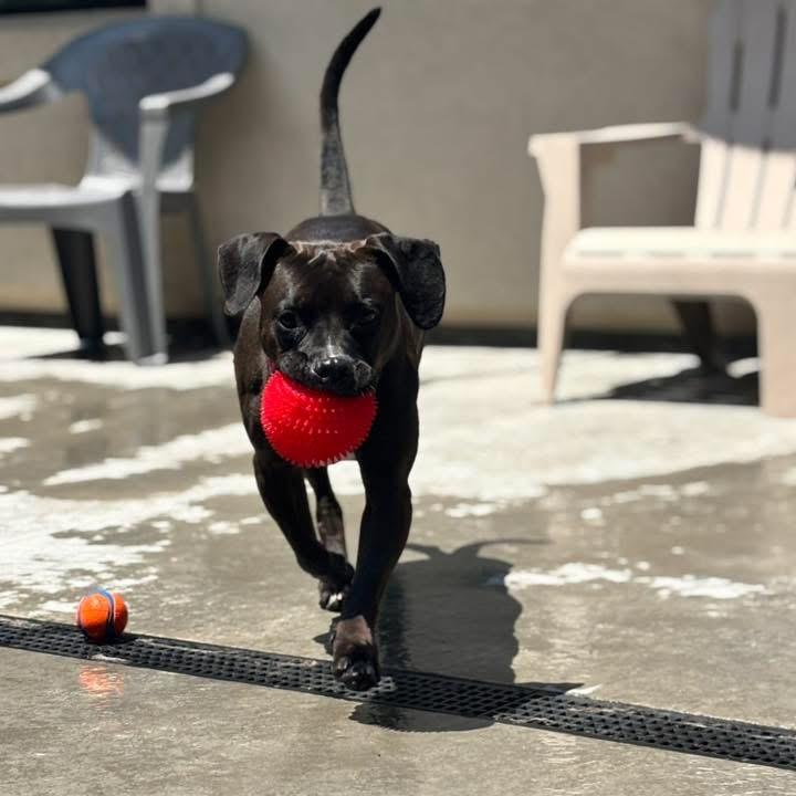 Heidi