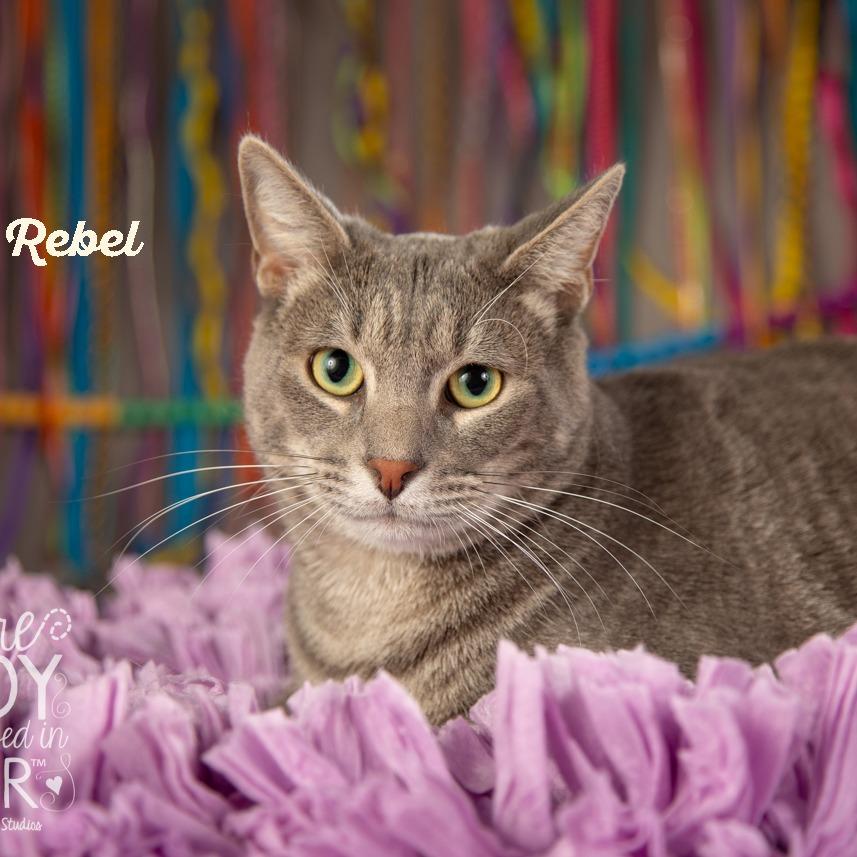 Rebel