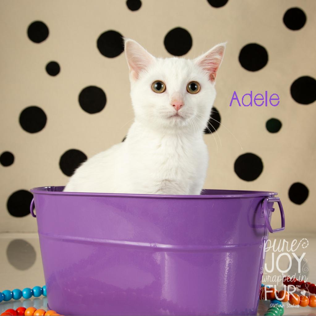 Adele