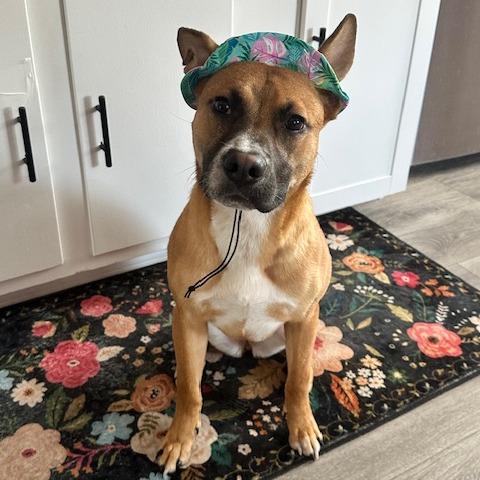 Roo