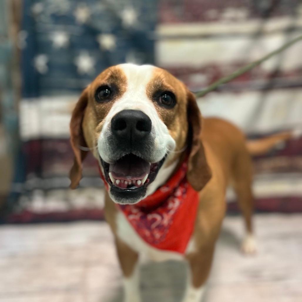 Picture of Dixie