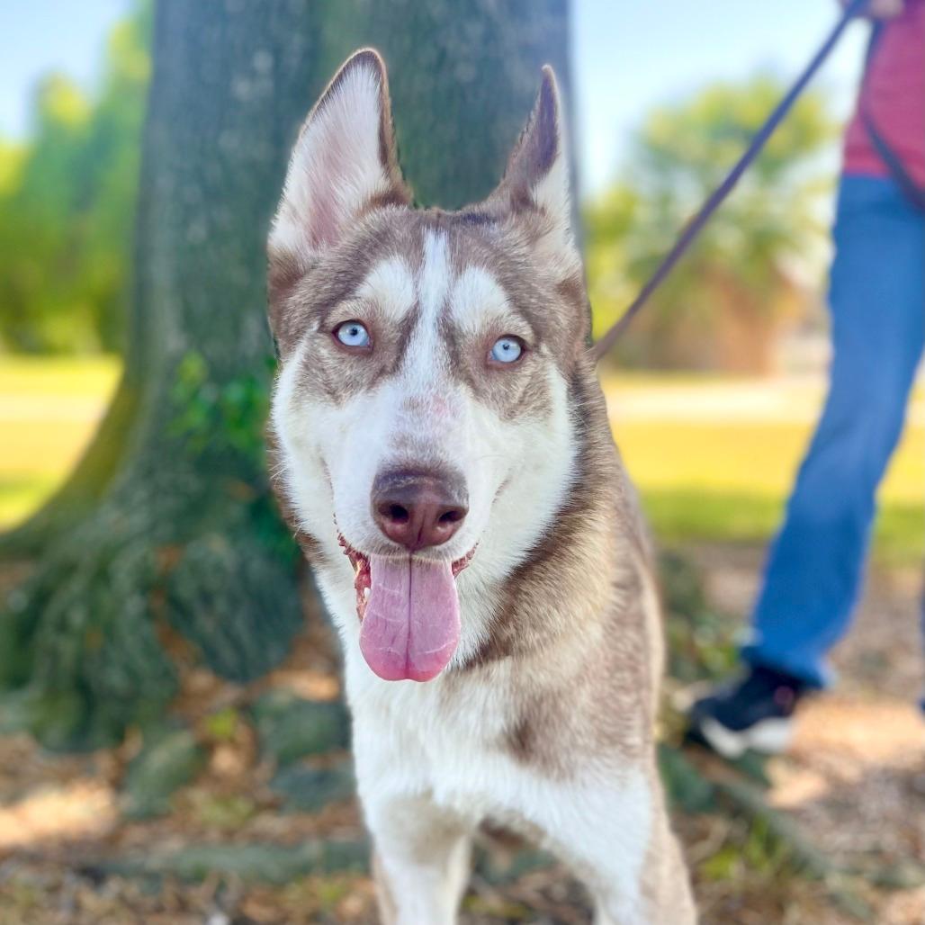 Zuko