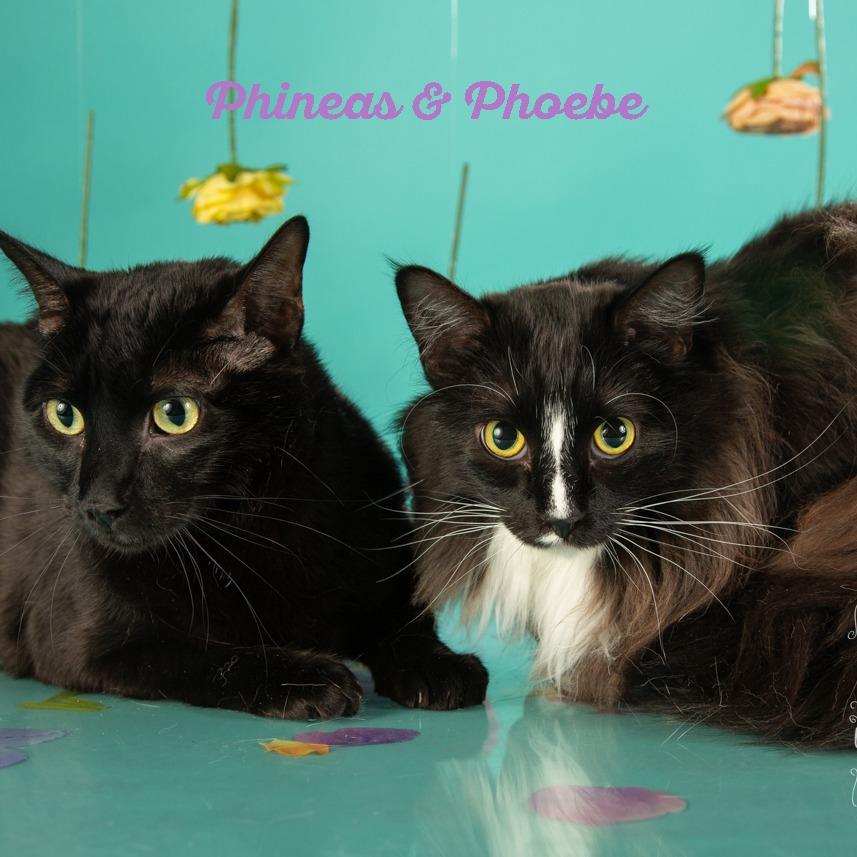 Phineas
