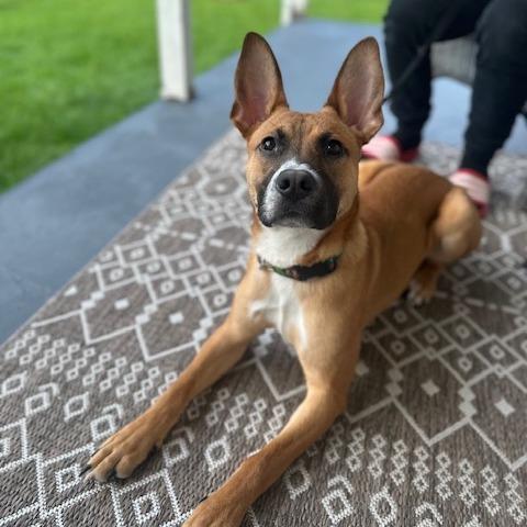 Roo