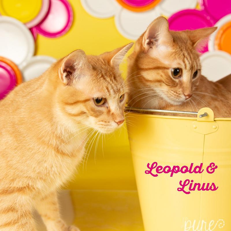Linus