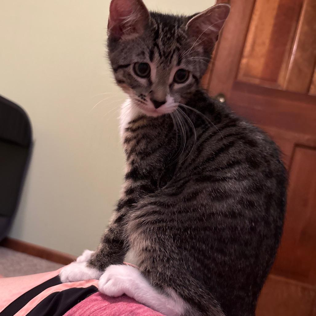 Louie