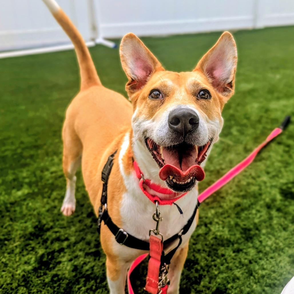 Nala