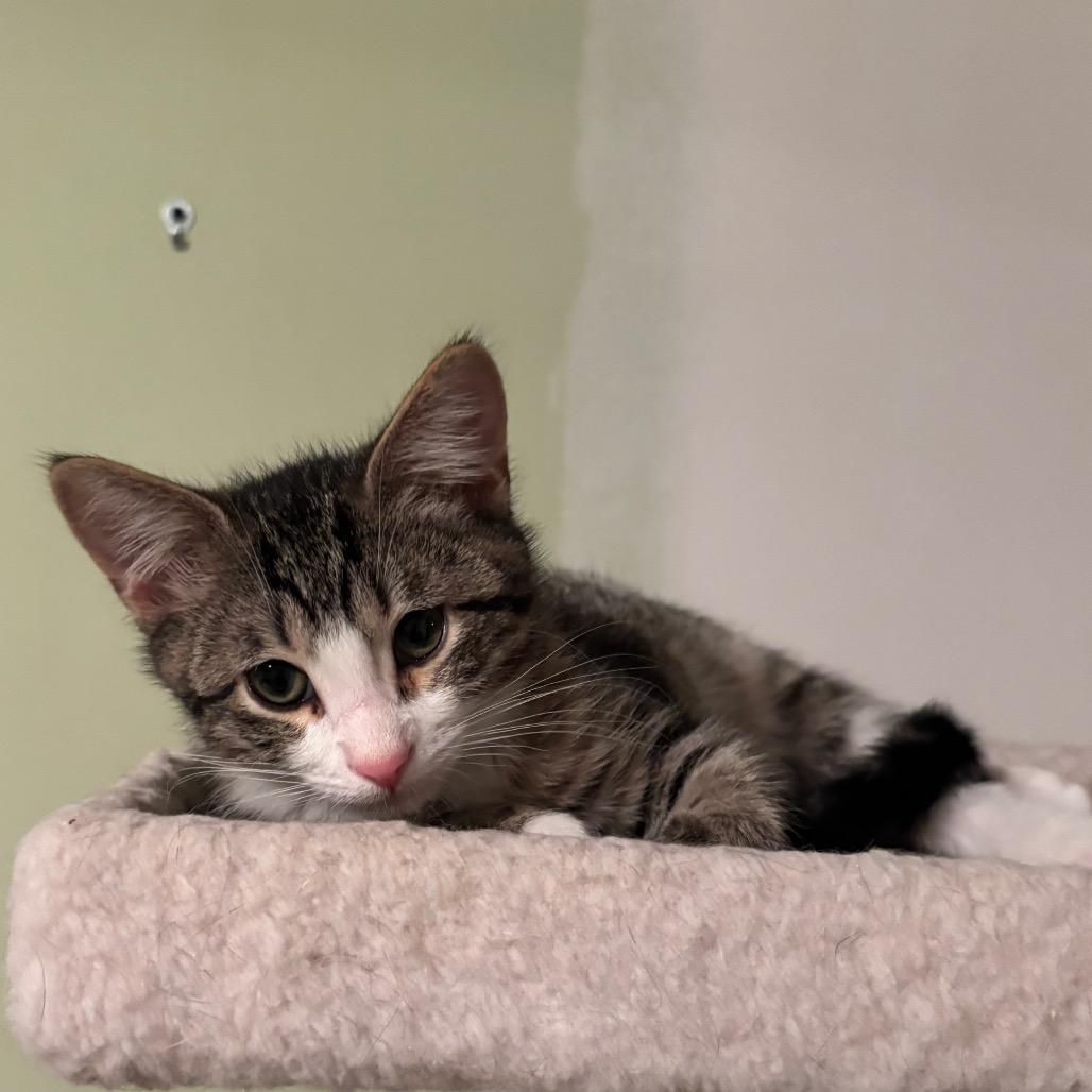 Bitsy(Bobby)