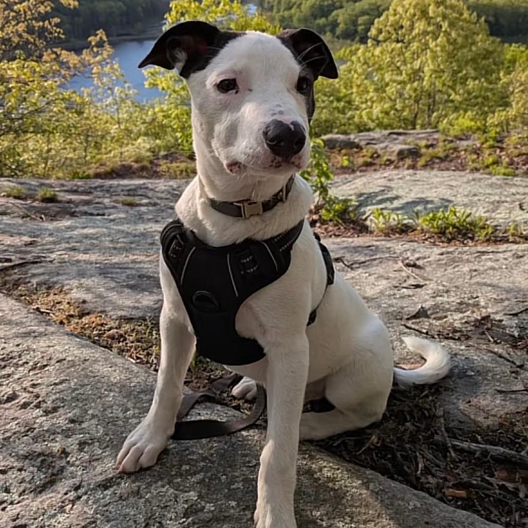 NY Freckles (Foster in Brewster NY)