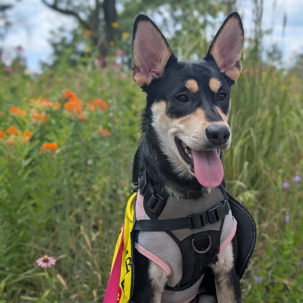 Princess $300 Special Needs