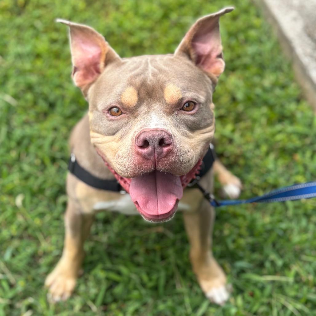 Debo 