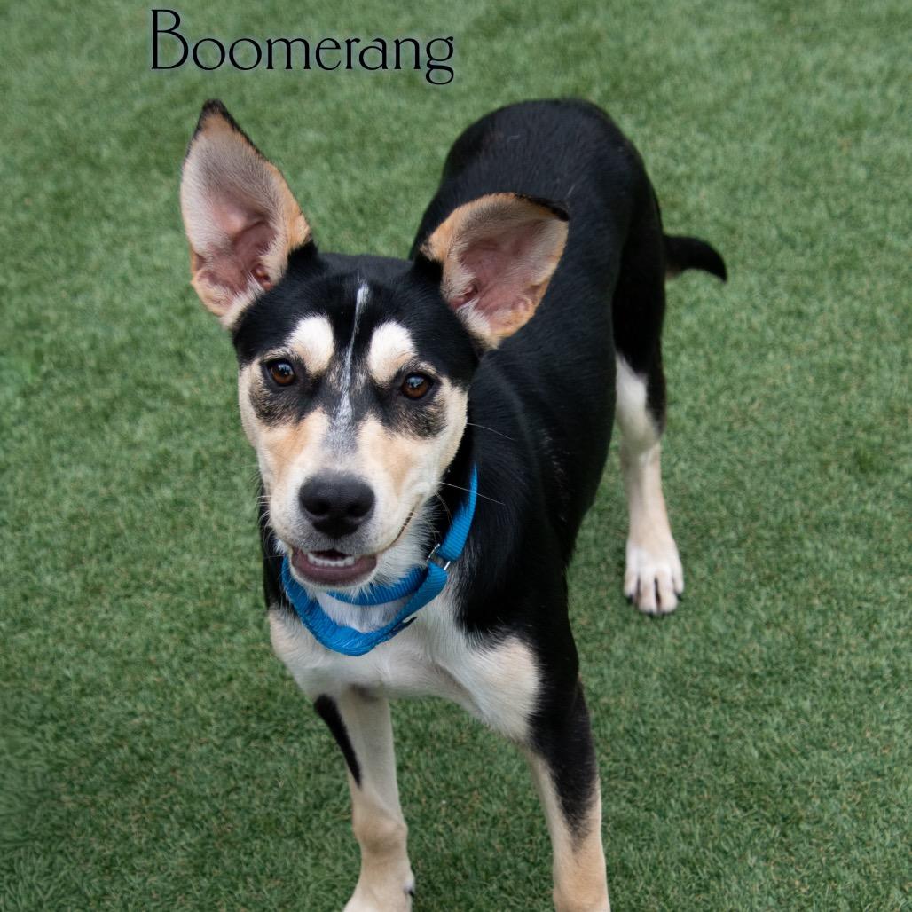 Boomerang 
