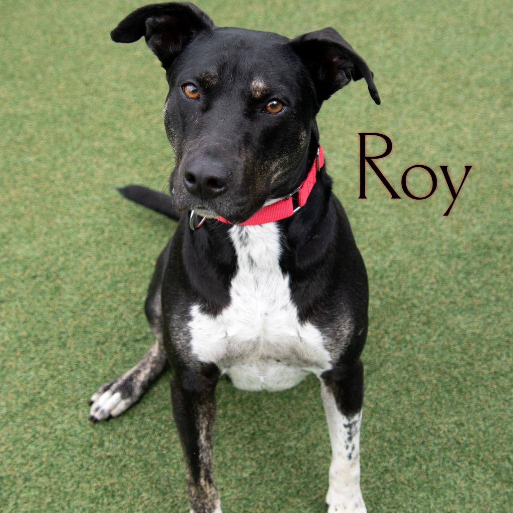 Roy 
