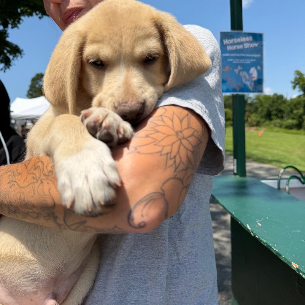 NY Axel (foster in Crompond NY)