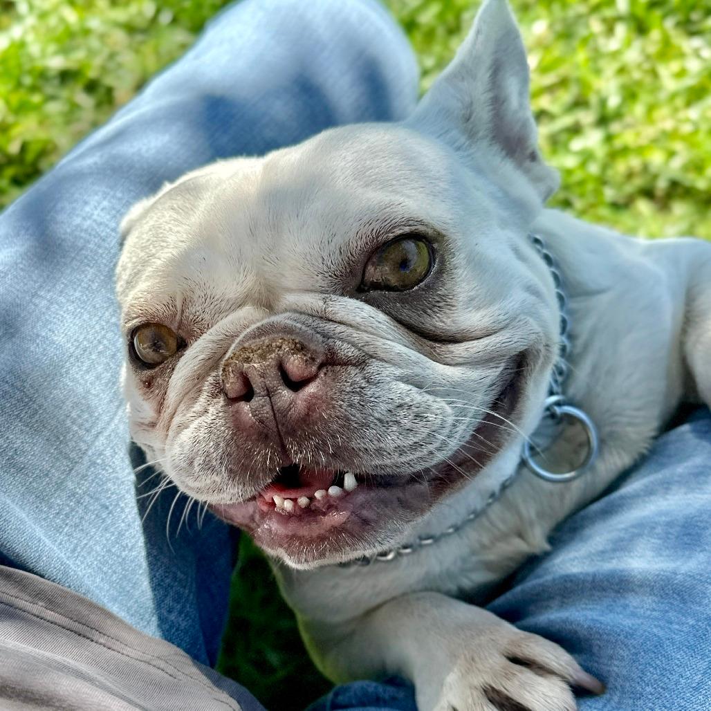 Stella - ECAS
