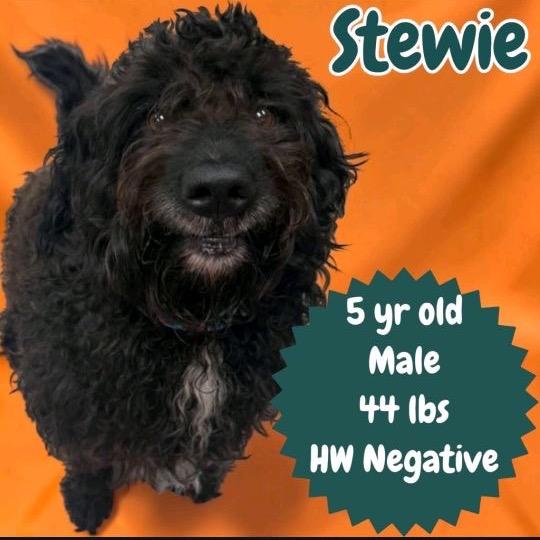 Stewie
