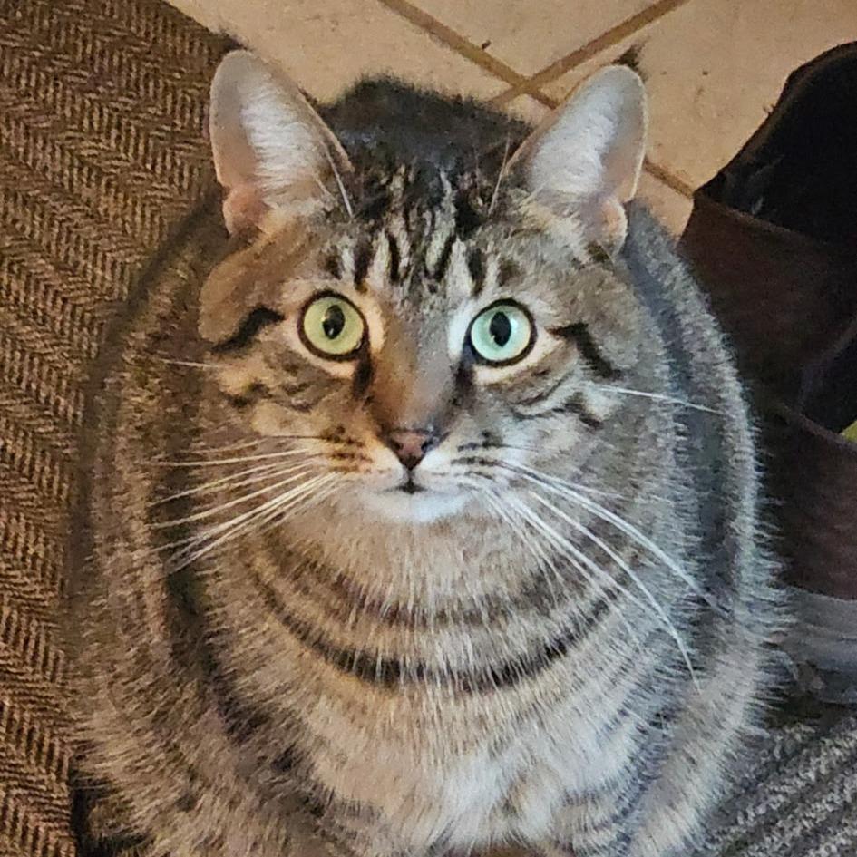 Simon