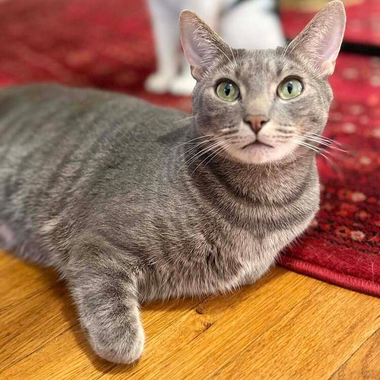 Smokey