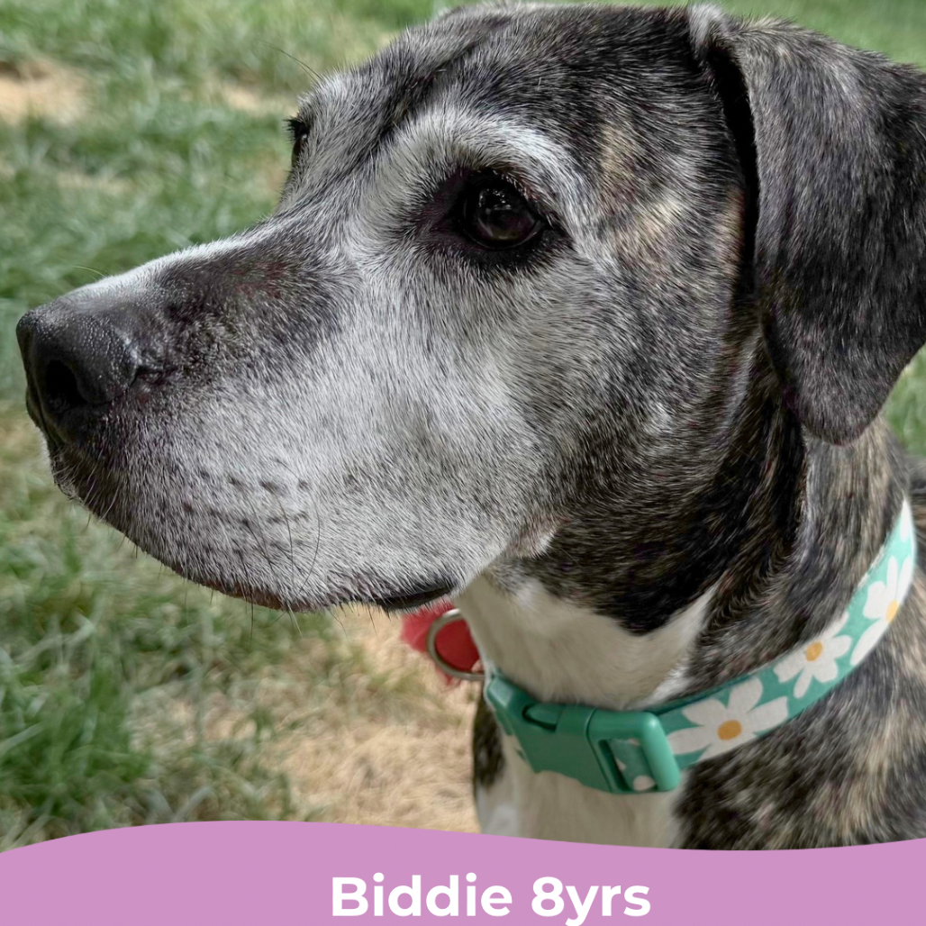 Biddie