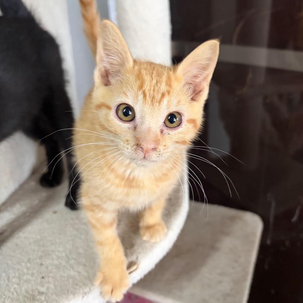 Milo