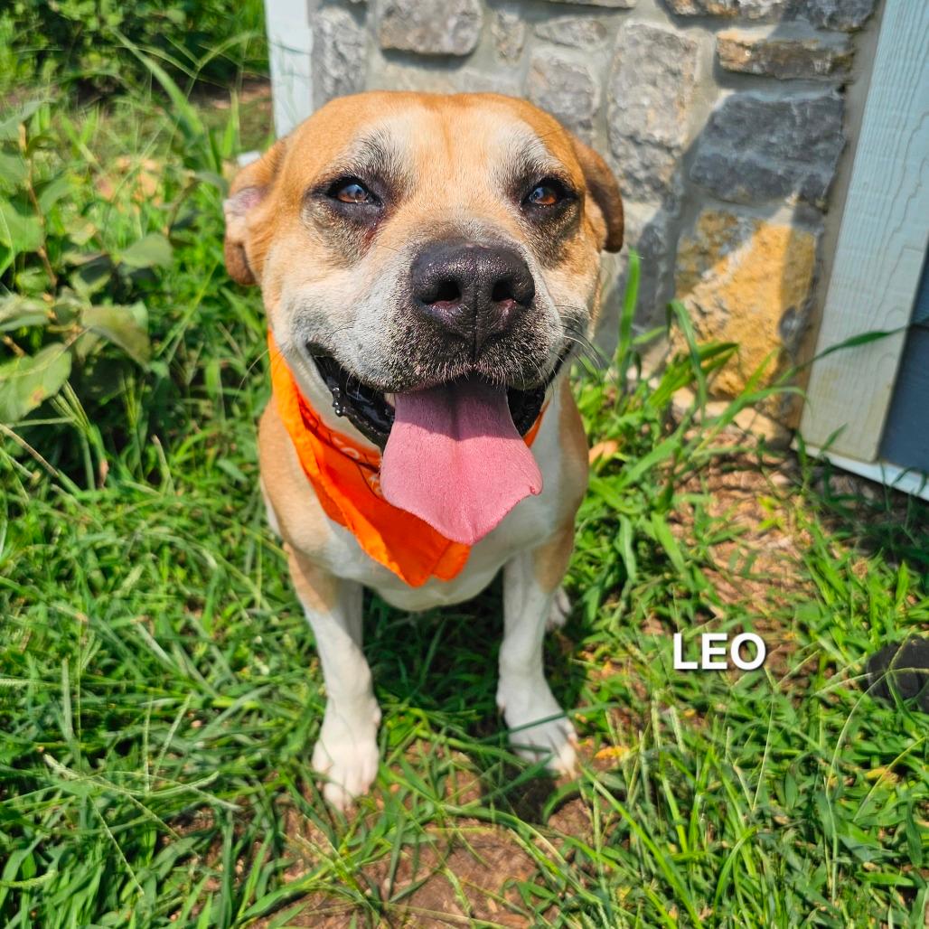 Leo