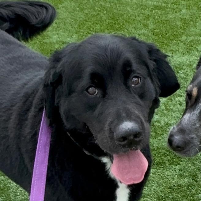 Ralphie - In Foster To Adopt