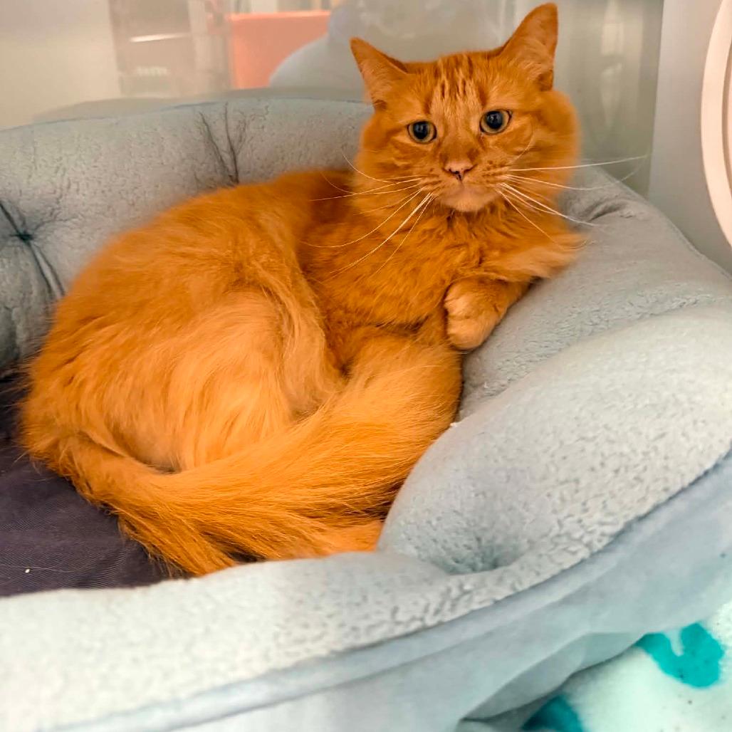 Ginger