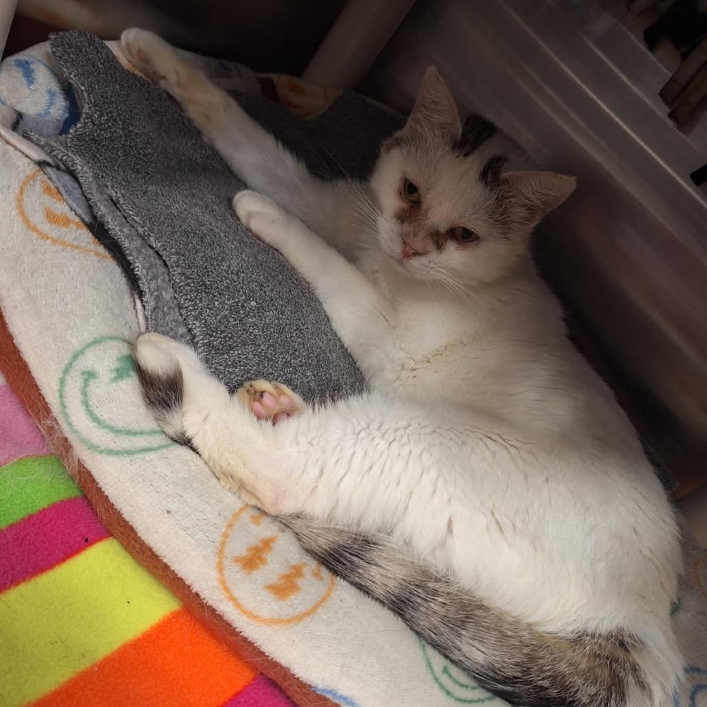 Elsa
