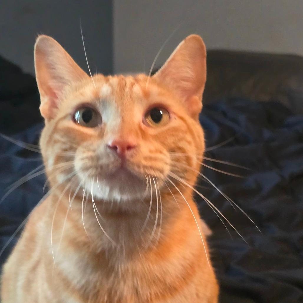 Garfield