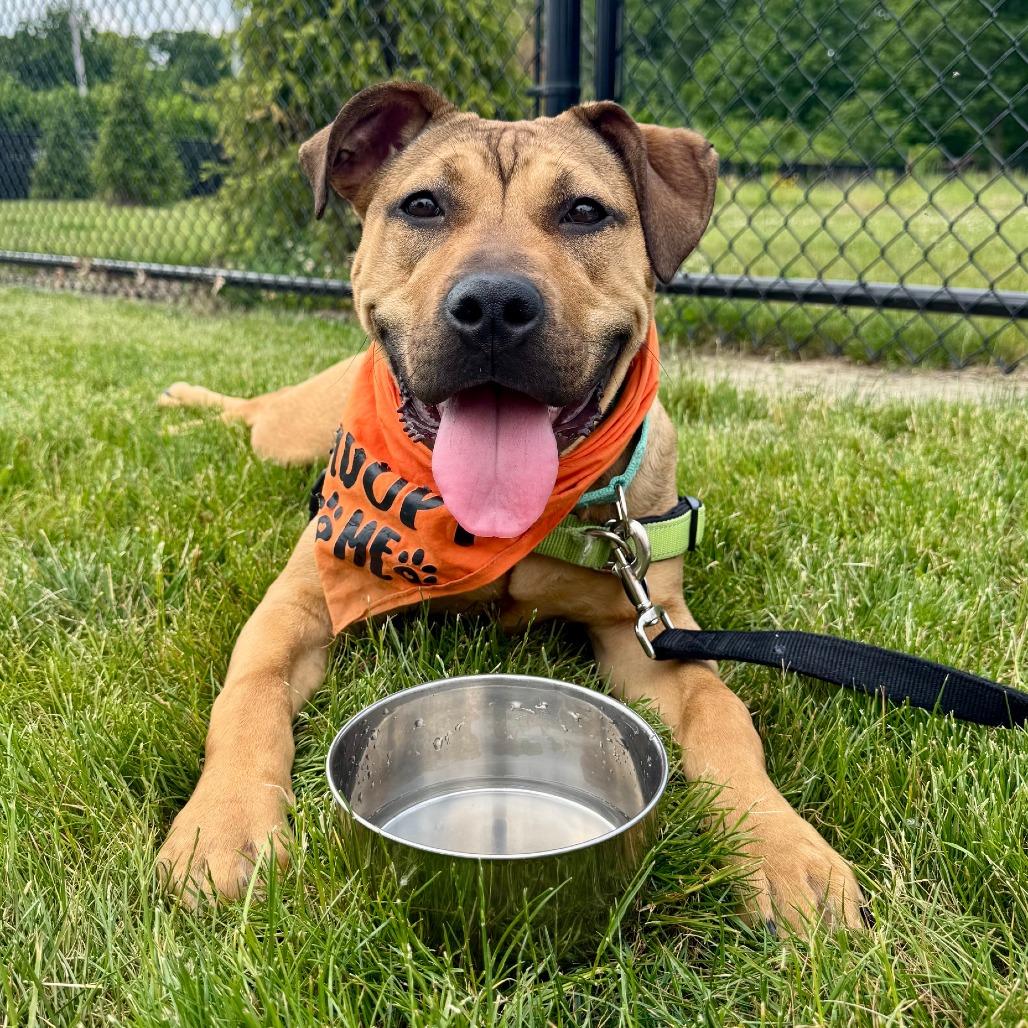 Pibble