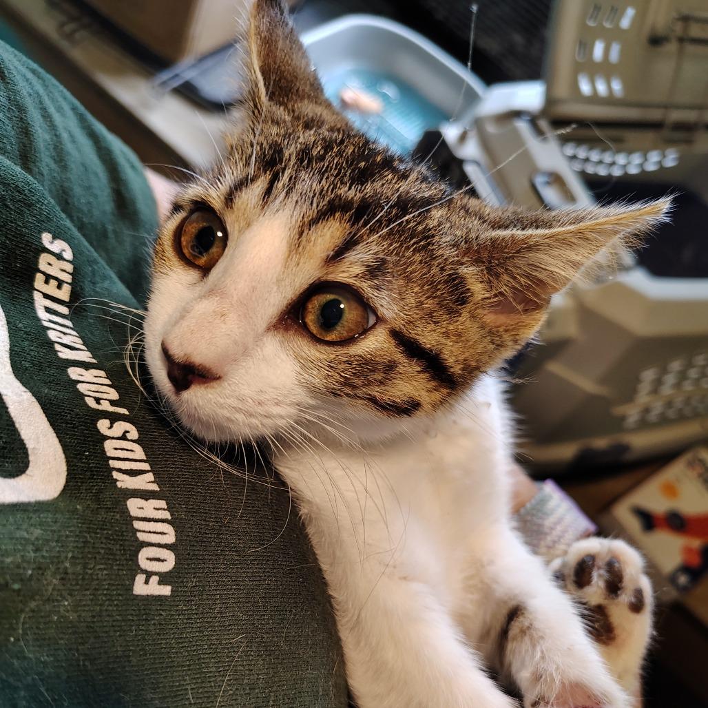 Stubbs