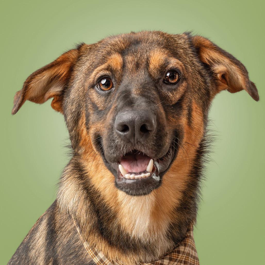 Koda