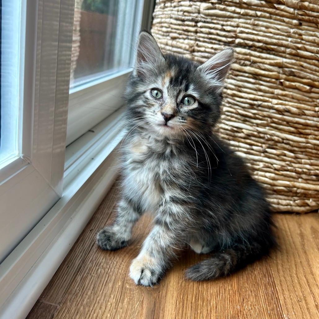 MM Farm Tabby