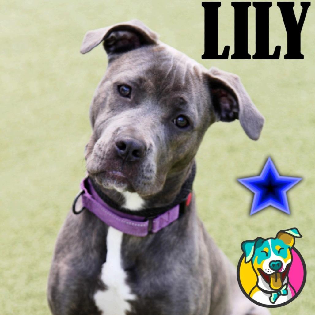 Lily