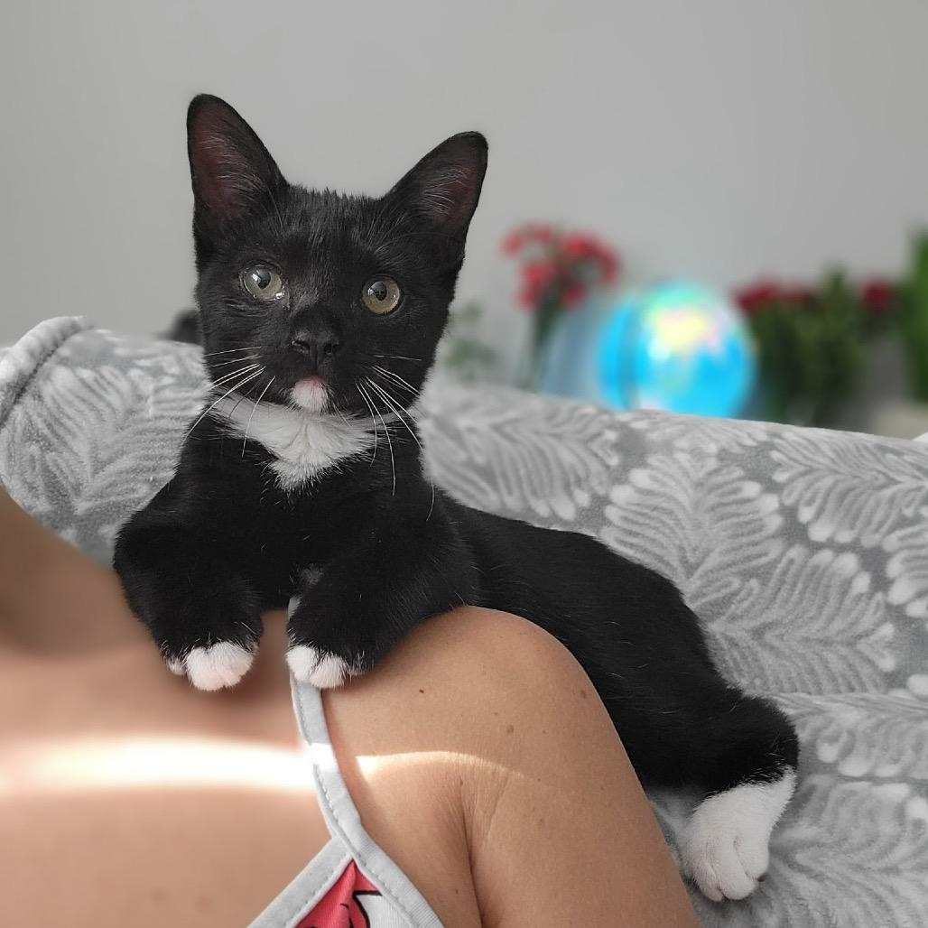 Sangria