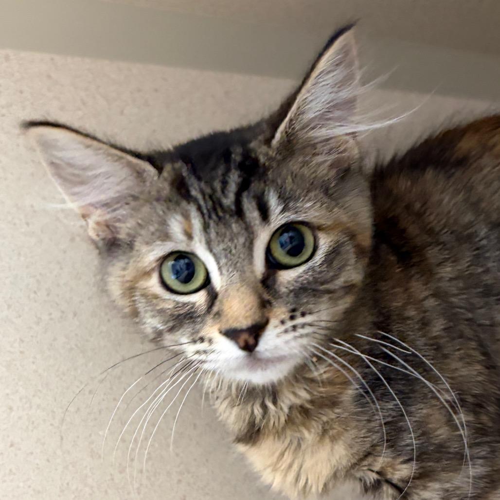 Mocha (grey blue collar)