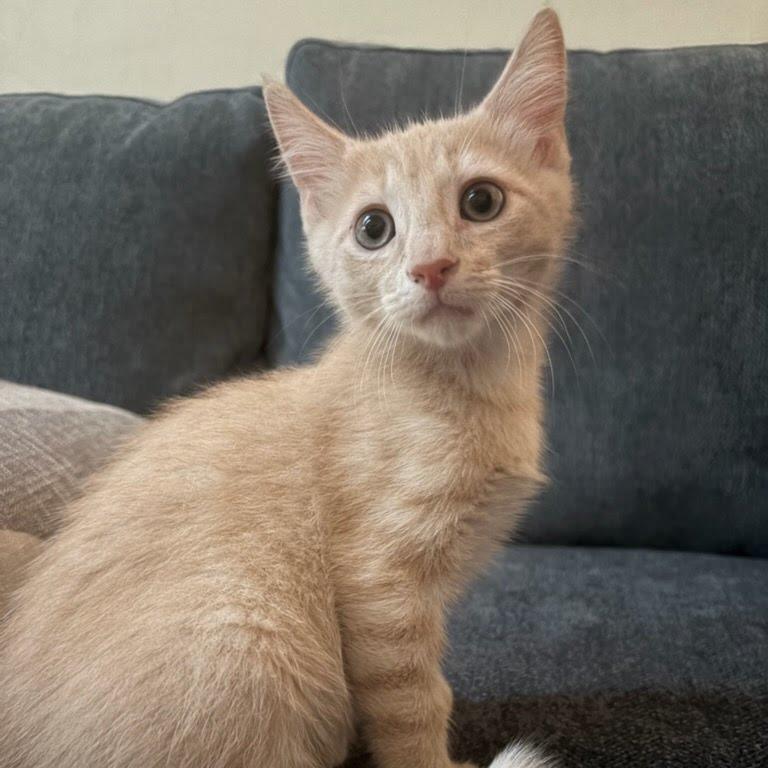 Scampi