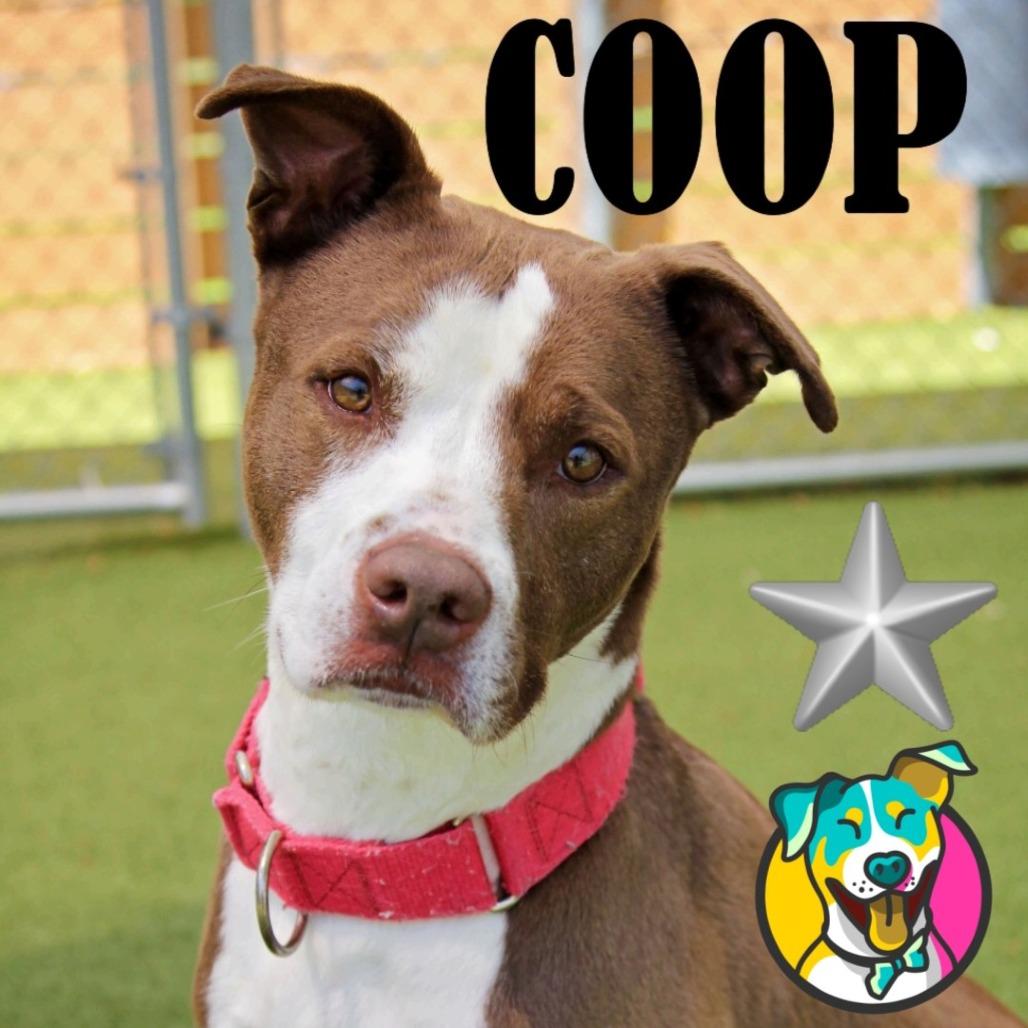 Coop