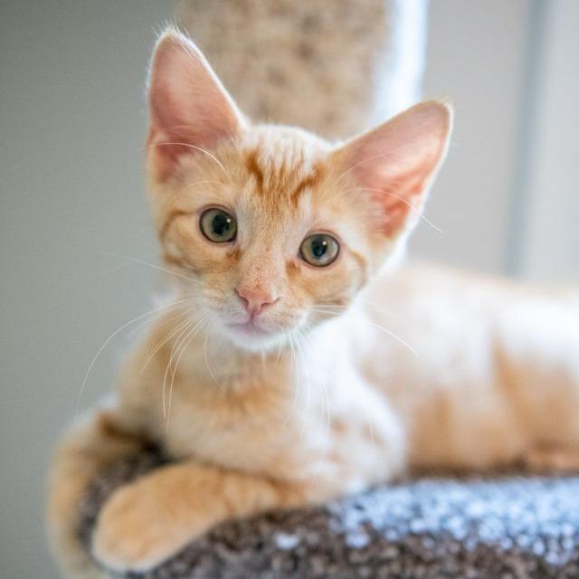 Simba