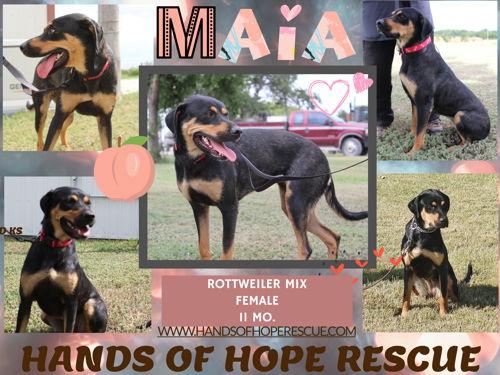 Adoptable Rottweiler Dogs | Chewy.com