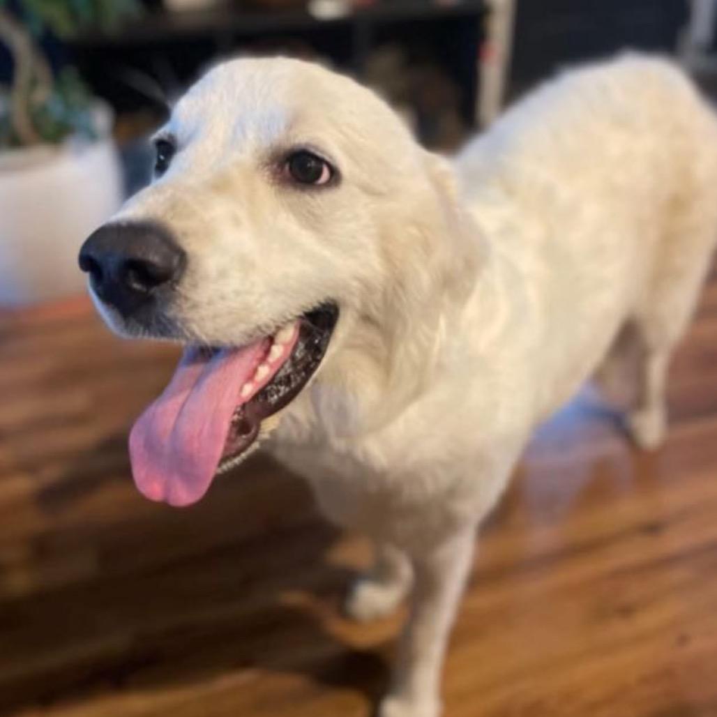 Khaleesi