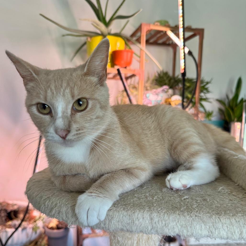 Peaches