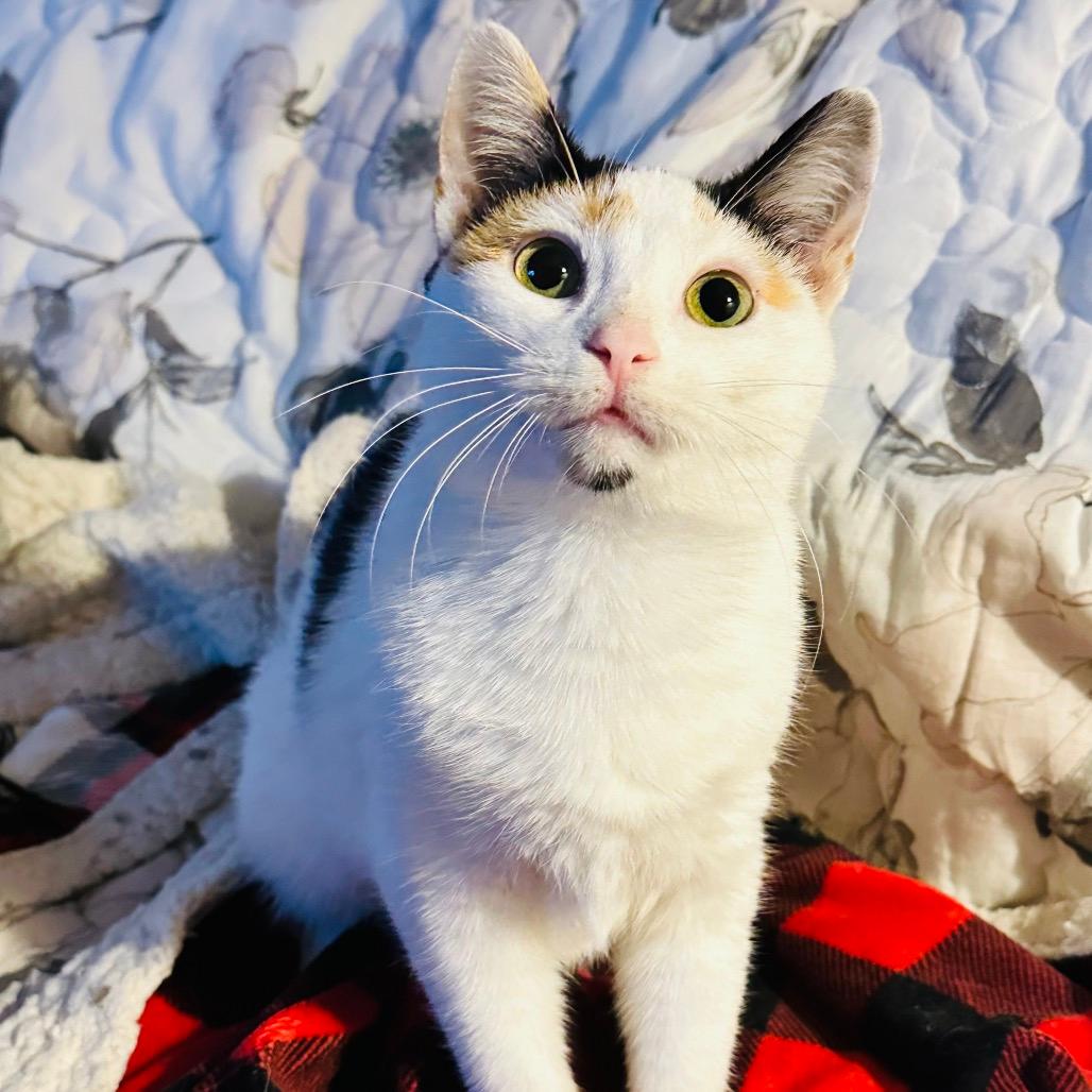 Ladybug 