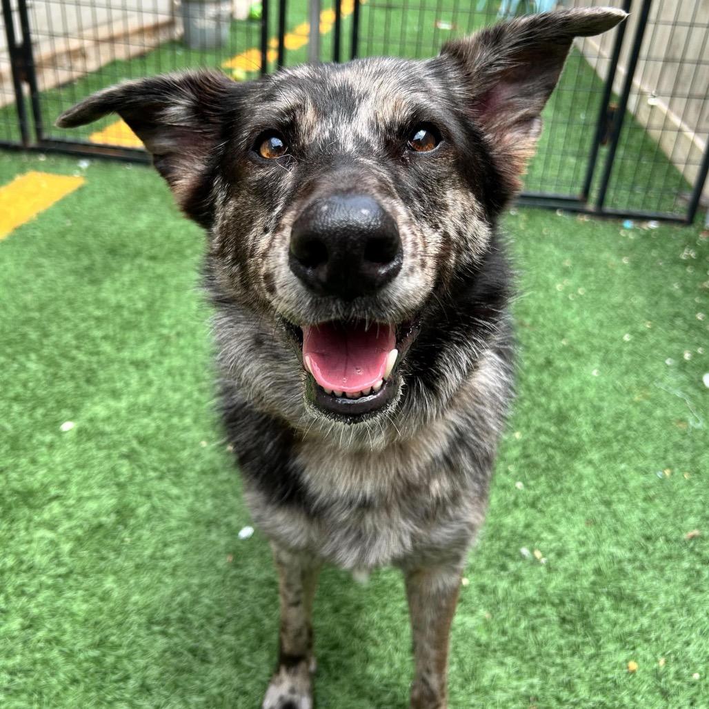 Motley (Reduced Rover)