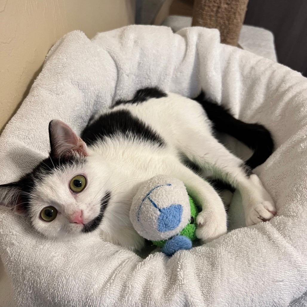 Lulu