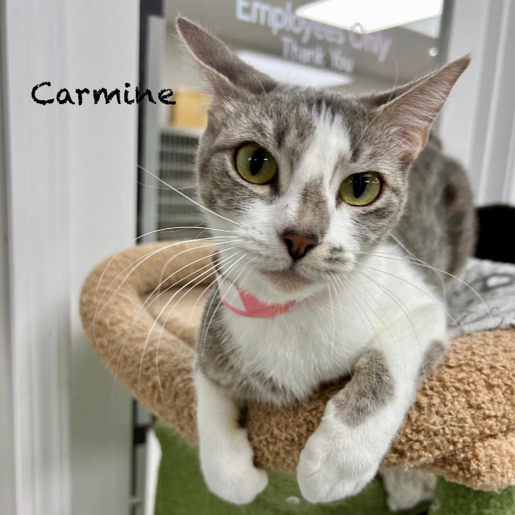 Carmine