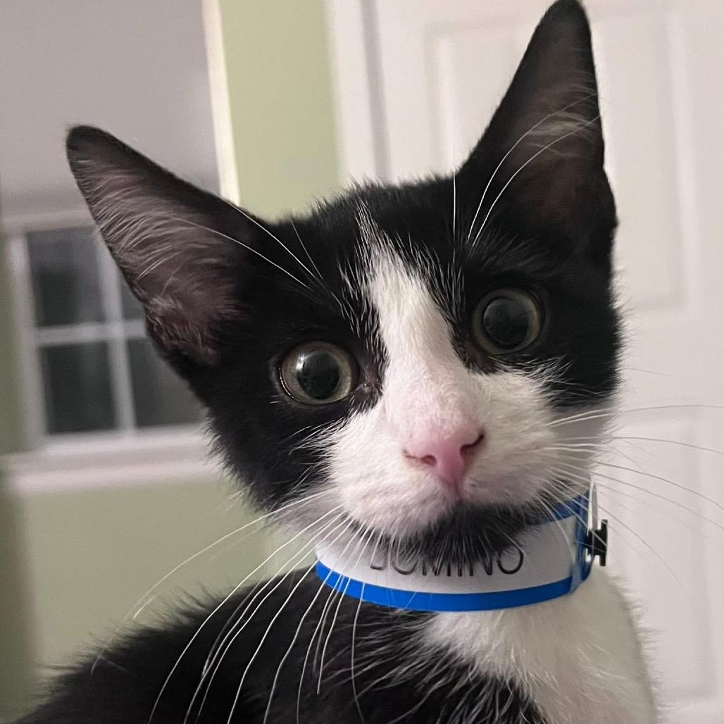 Domino 